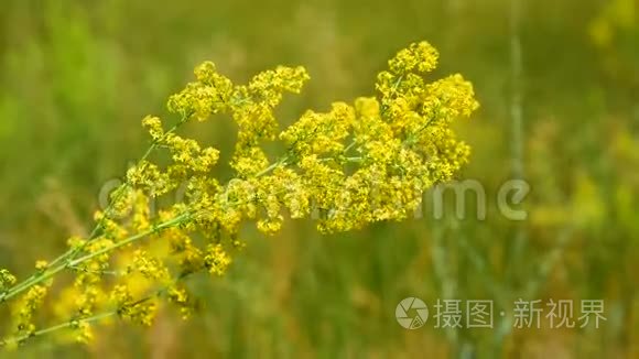 野花视频在线观看免费观看6的简单介绍